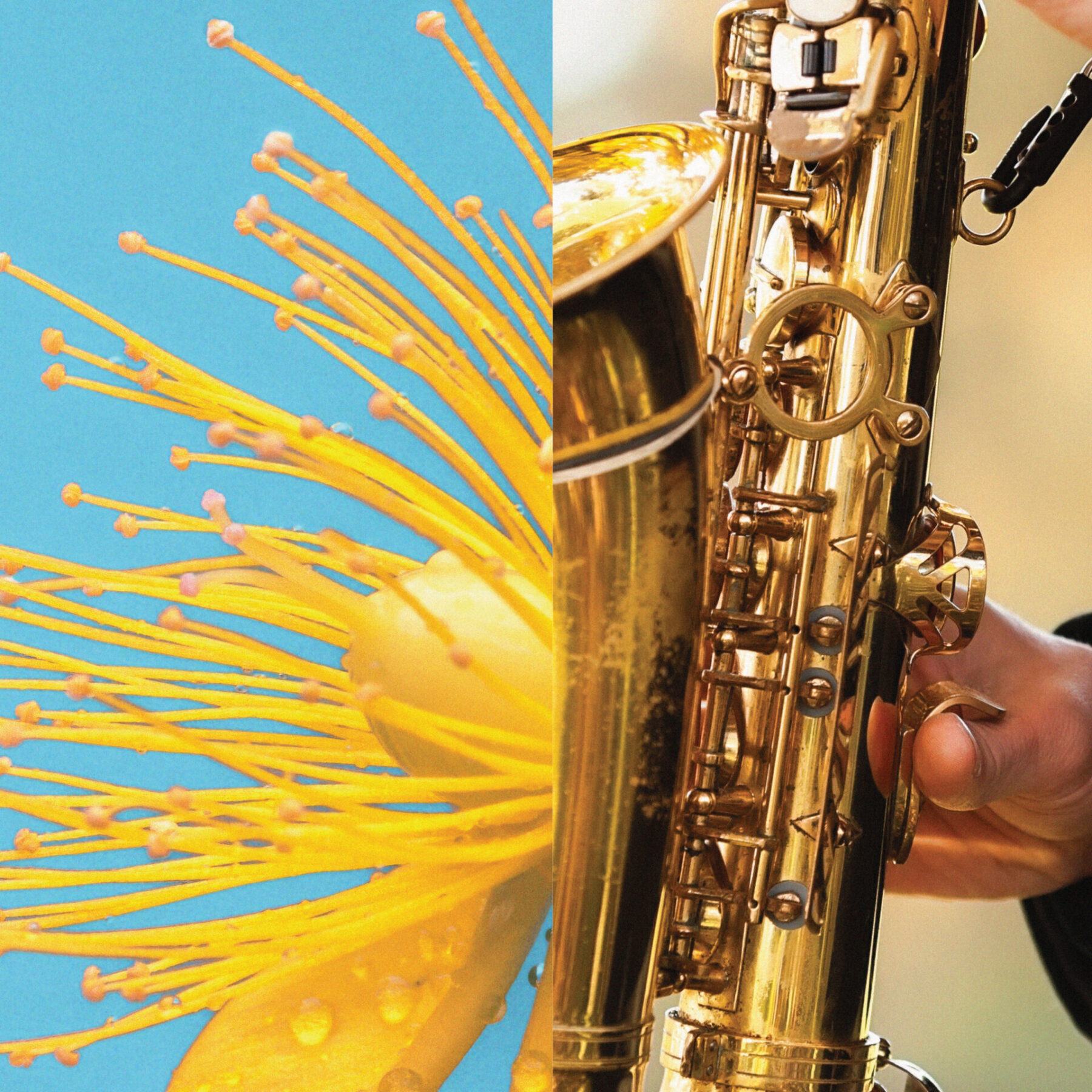 Design asset promoting Fifth Third Bank Summer Concerts with a split design. Left side is a yellow flower and the right side is a saxophone.